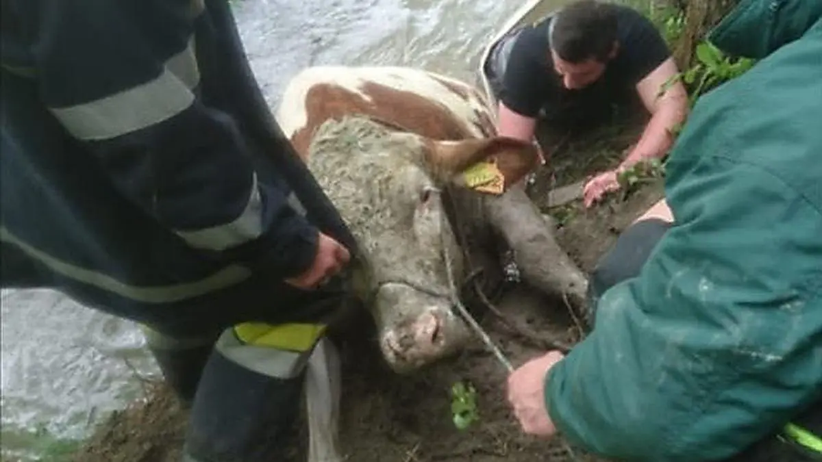 Mit vereinten Kräften gelang es den Feuerwehrleuten die erschöpfte Kuh über die steile Böschung der Enns zu ziehen
