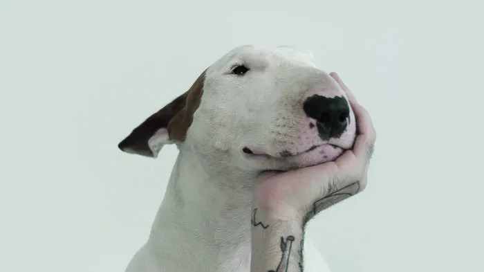 An seinem schwärzesten Tag sollte Rafael Mantesso einen seiner besten Einfälle haben. Er und sein Hund Jimmy Choo sitzen in einer abslout leer geräumten Wohnung. Am Vortag wurde Mantesso von seiner Frau verlassen.