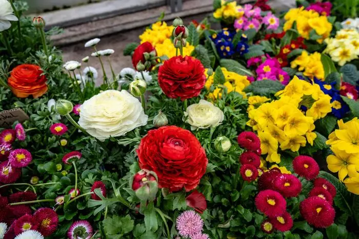 Blumen Moser