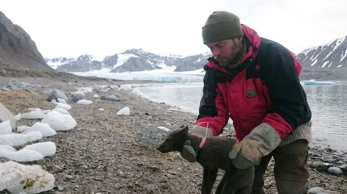 Polarfüchsin wanderte von Spitzbergen bis nach Kanada