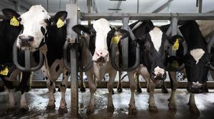 In 140 Herden wurden mit Vogelgrippe infizierte Rinder in den USA gemeldet. Die Dunkelziffer dürfte weit höher liegen
