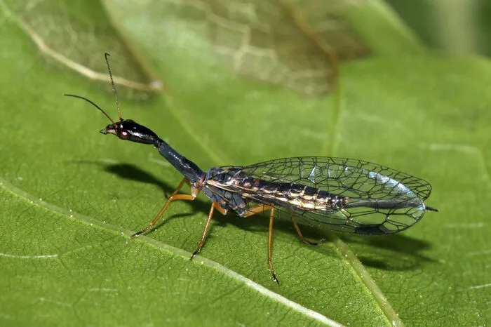 Schwarzhalsige Kamelhalsfliege, so heißt das Insekt des Jahres. Ein auffallend langer Hals, glasklare Flügel und eine Größe von sechs bis 15 mm kennzeichnen alle Kamelhalsfliegen (Raphidioptera). Bei einer ausreichenden Populationsdichte können rindenlebende Kamelhalsfliegen-Larven als „Gegenspieler“ von Schadinsekten – wie beispielsweise den Borkenkäfern – nützlich sein. Trotz ihrer gut entwickelten Flügel sind die Tiere dennoch keine guten Flieger, sondern bewegen sich eher schwirrend, hüpfend oder flatternd und nie über große Strecken. Aus den vielen fossilen Funden lässt sich aber ableiten, dass diese Insekten zu Lebzeiten der Dinosaurier in viel größerer Vielfalt auf der Erde vertreten waren