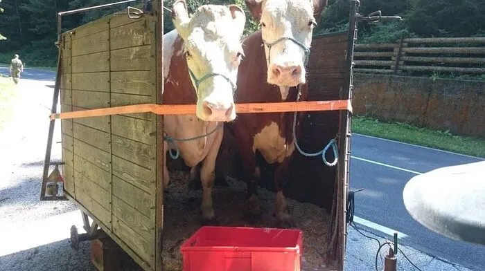 Die beiden Kühe warteten geduldig im beschädigten Hänger
