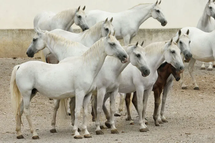In Lipica wurde durch gezieltes Einkreuzen von Pferden aus dem ursprünglichen Karster die Rasse der Lipizzaner gezüchtet.