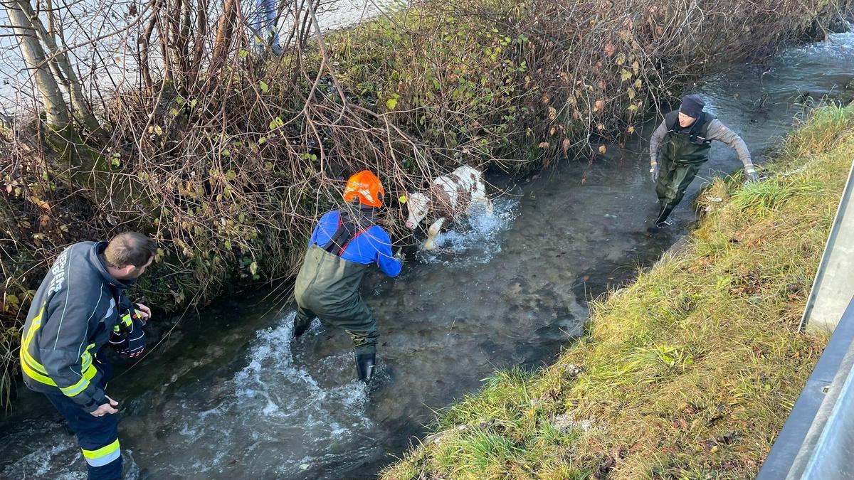 Feuerwehr auf Kälbchenjagd im Bach