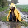 Auch unsere Vierbeiner sind von diesen Wetteraussichten wenig begeistert