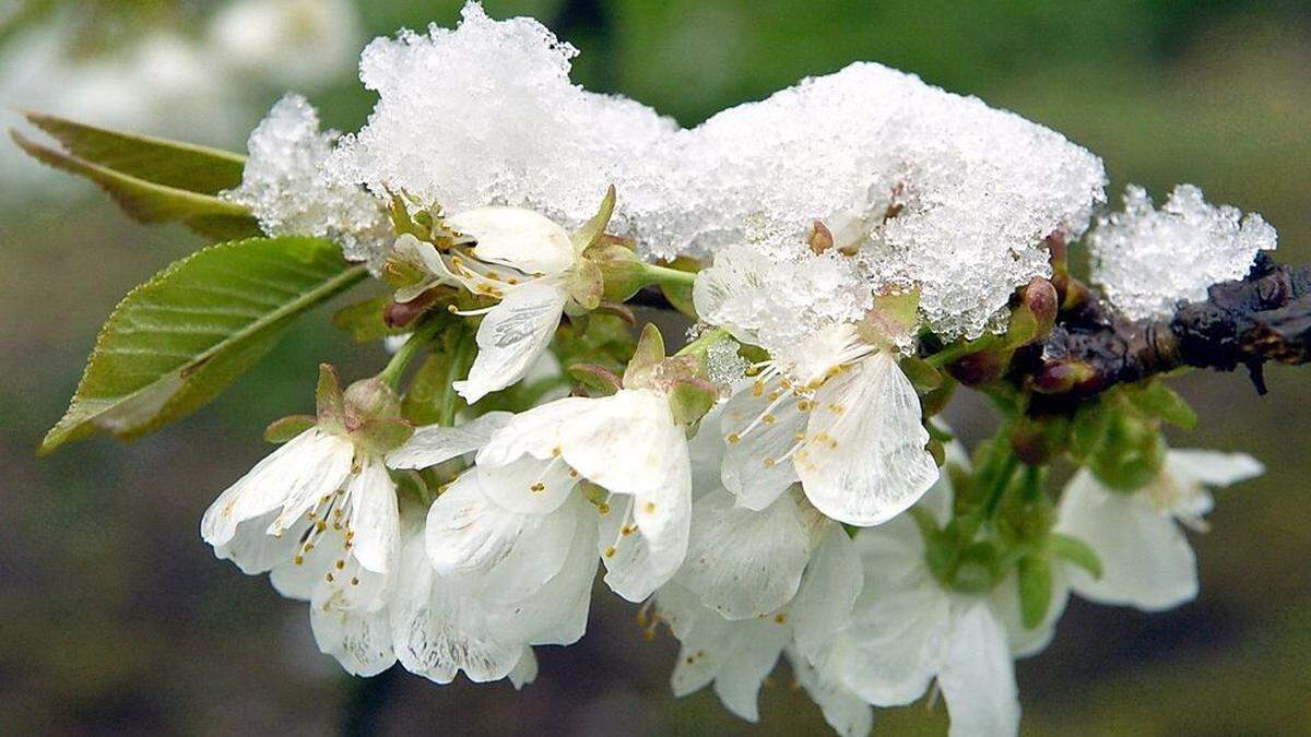 Den Blüten der Obstbäume könnten Regen und Schnee zusetzen