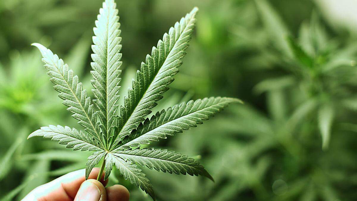 Cannabis wurde im Eigenanbau produziert