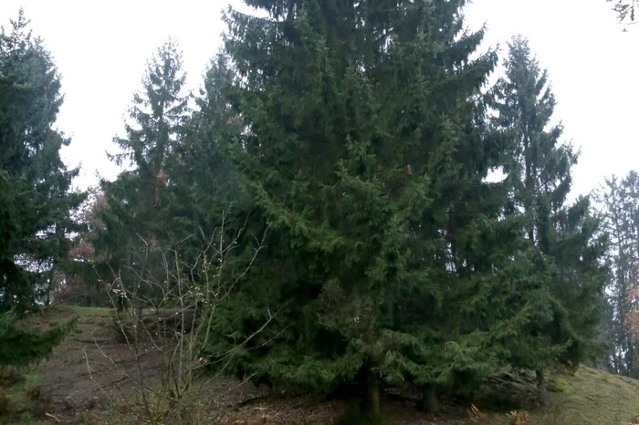Grund seines Kurzbesuches in Kärnten am Dienstag auf dem Weingut Burg Taggenbrunn hoch über der Bezirkshauptstadt St. Veit: Das Aussuchen und Fällen eines Weihnachtsbaumes für seinen Wiener Einkaufstempel „Lugner-City“ durch den umtriebigen Baumeister höchstpersönlich. 