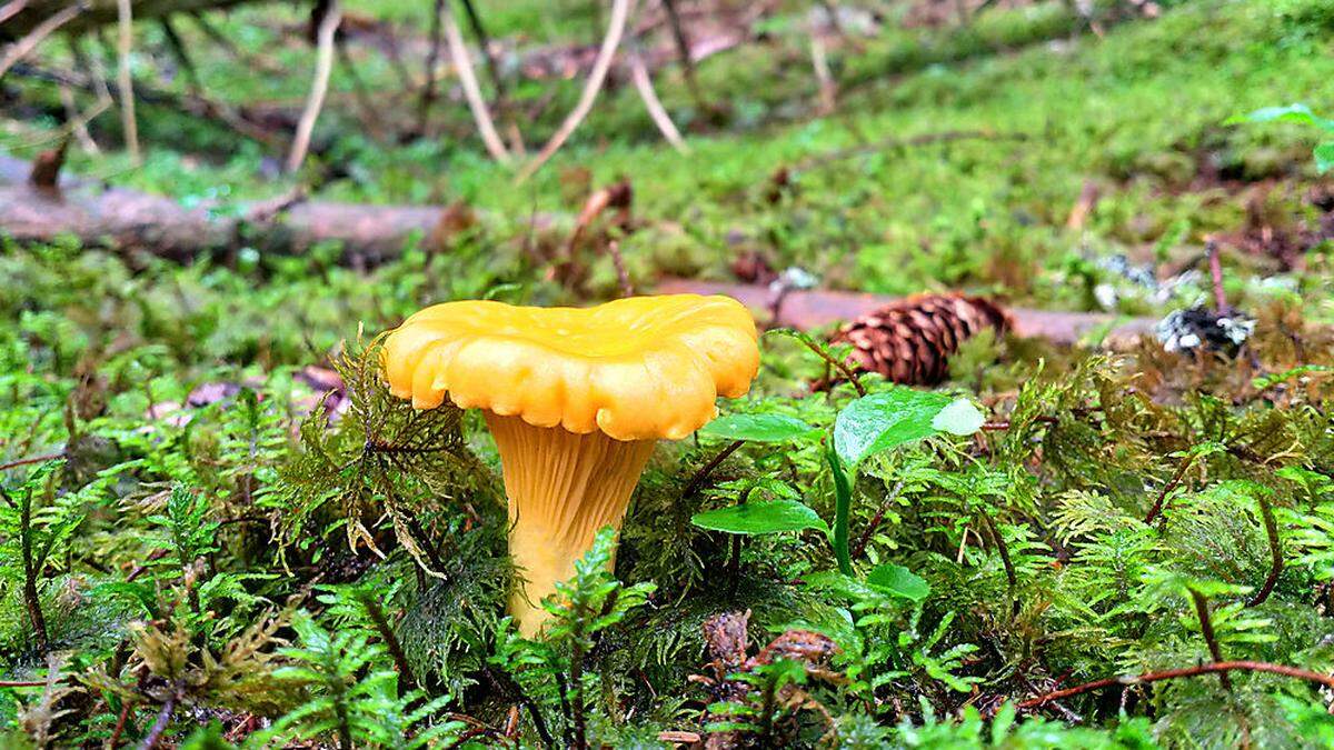 Eierschwammerl sind zum Beispiel genießbar