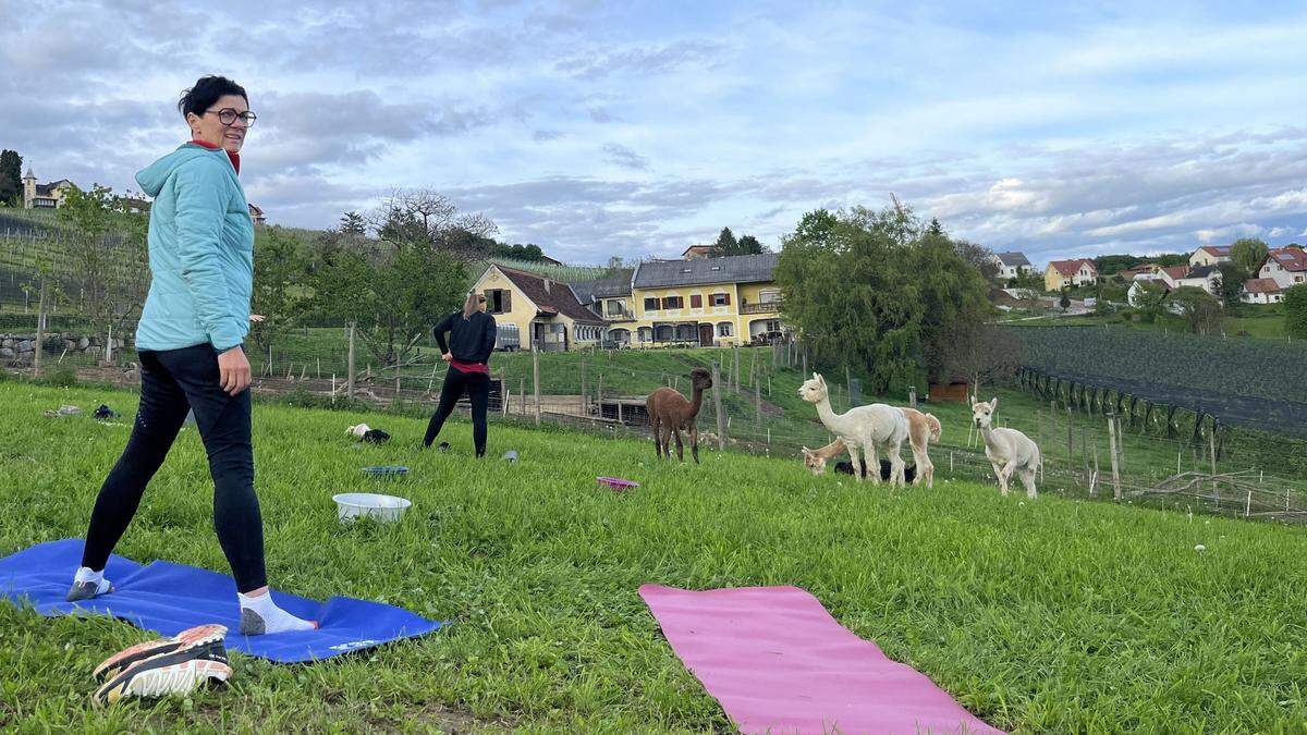 Beim Yoga am Bauernhof Spielhofer am Hohenberg bei Gleisdorf sind die Alpakas die großen Stars
