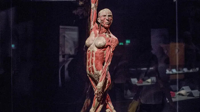 Über 40 Millionen Menschen weltweit haben die Ausstellung bereits gesehen. Ab 2. Juni ist die Schau von Plastinator Gunther von Hagens und Kuratorin Angelina Whallex in Graz zu sehen.