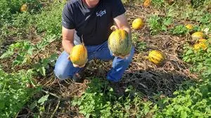 Peter Haring ist Landwirt in der Weststeiermark und baut unter anderem Kürbis an