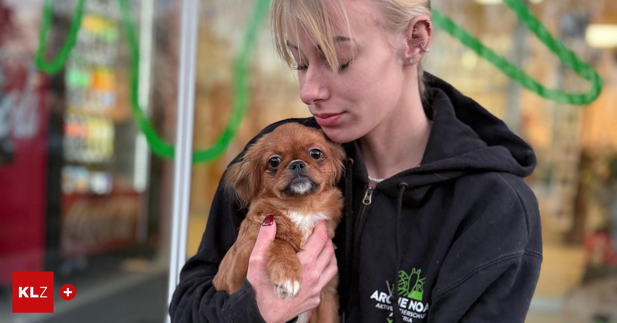 Vor-Tierheim-Hundewelpe-wurde-bei-Minusgraden-ausgesetzt