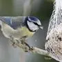 Die Blaumeisen gehören zu den häufigsten heimischen Singvogelarten