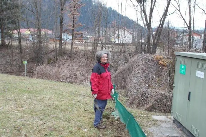 Nach rund zwei Wochen wurden bereits 1500 Tiere gezählt und gerettet. „Nach schwächeren Jahren wegen des trockenen Wetters können wir heuer die Zahl der geretteten Amphibien wahrscheinlich erstmals wieder toppen“, ist Groß stolz.