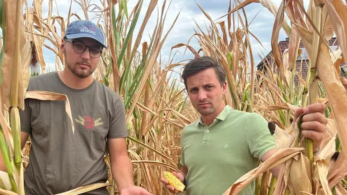 Landwirt Kilian Eberl und Bauernbund-Direktor Bernd Brodtrager in einem der verdorrten Maisäcker