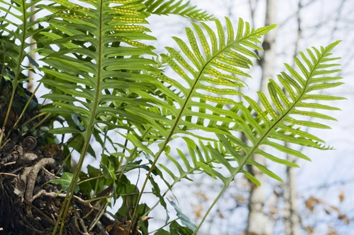 Gewöhnlicher Tüpfelfarn (Polypodium vulgare), auch Engelsüß genannt, hat dunkle, gefiederte Wedel, die wintergrün sind. Der heimische Farn ist sehr robust, wird 20 bis 30 Zentimeter hoch und bildet dichte Bestände.