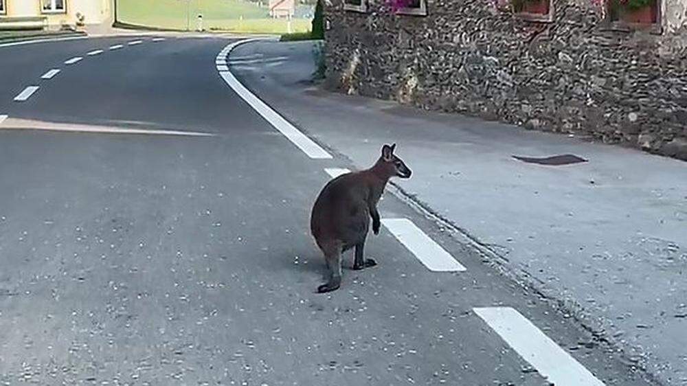 Das Känguru auf der Straße 