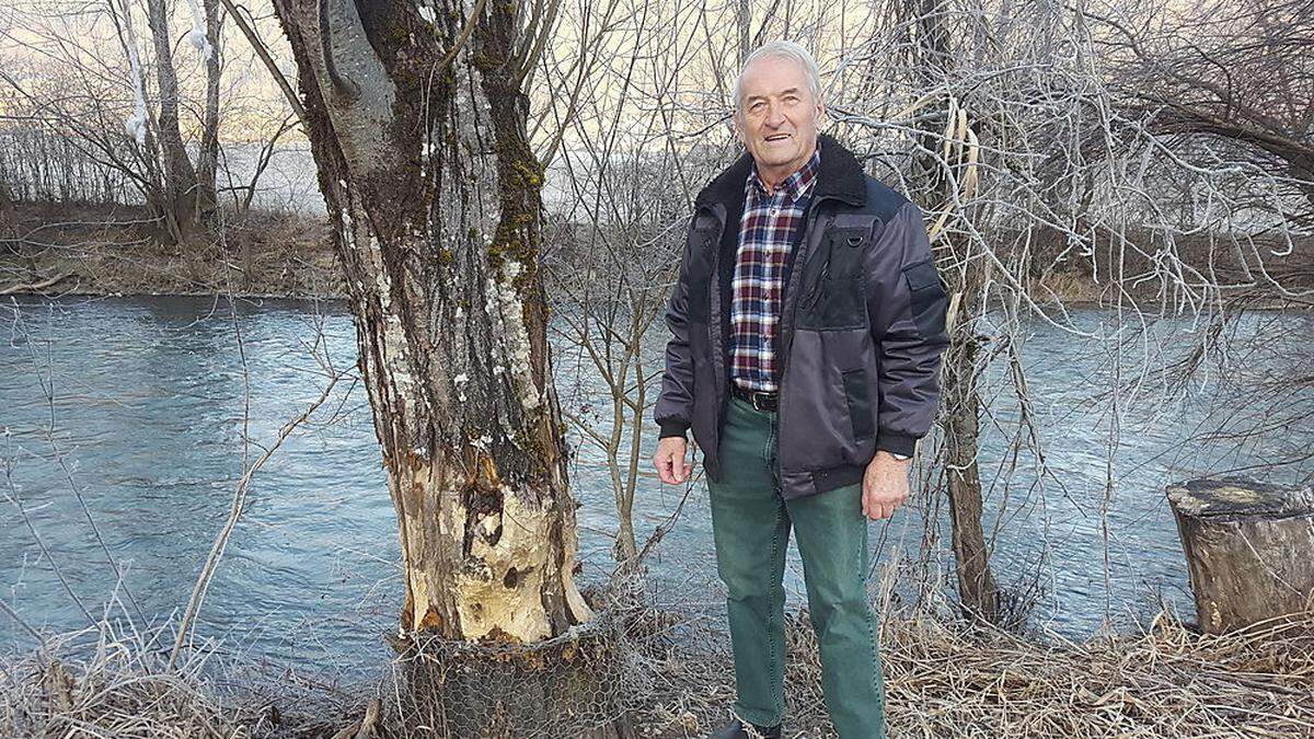 Heinrich Kriessmann aus St. Filippen hat versucht die Biber mit Hasendraht von seinen Bäumen fernzuhalten