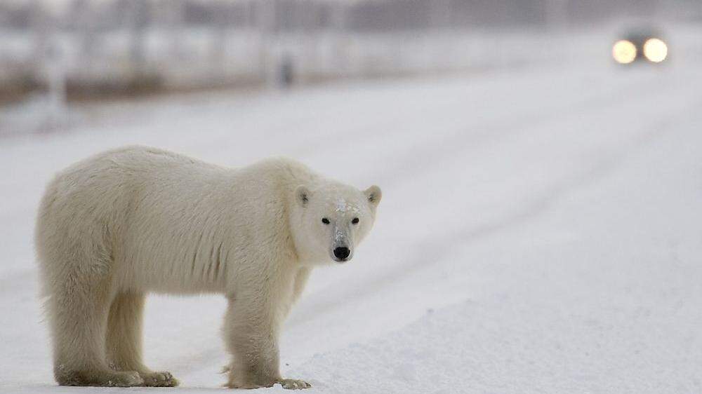 Ums Überleben kämpfende Eisbären werden verscheucht