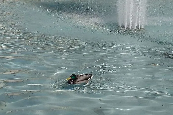 Auch Enten brauchen Sonnenschein.