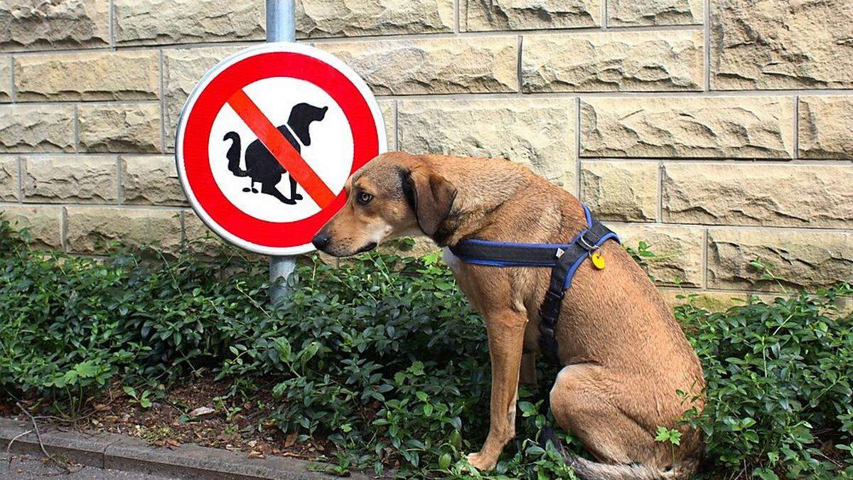 Gemeinden bitten Hundebesitzer, den Kot der Vierbeiner ordnungsgemäß zu entsorgen	