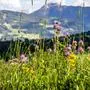 16.06.2021, Ramsau am Dachstein, Steiermark, Österreich (Austria): In der Nähe des Bio-Hotels Feistererhof und des Bio-Bauernhofs Simonbauer befindet sich in Ramsau am Dachstein ein Bio-Lehrpfad. Auf verschiedenen Schautafeln werden die Leistungen der Bio-Landwirtschaft veranschaulicht und erklärt. Im Bild eine bunt blühende Wiese mit verschiedenen Gräsern und Blumen mit Blick in Richtung Planai. 
Fotocredit: Martin Huber