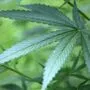 200.000 Cannabis-Pflanzen wurden beschlagnahmt