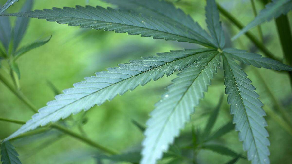 200.000 Cannabis-Pflanzen wurden beschlagnahmt