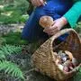 Auch Pilzsammler wurden kontrolliert (Sujetbild) 
