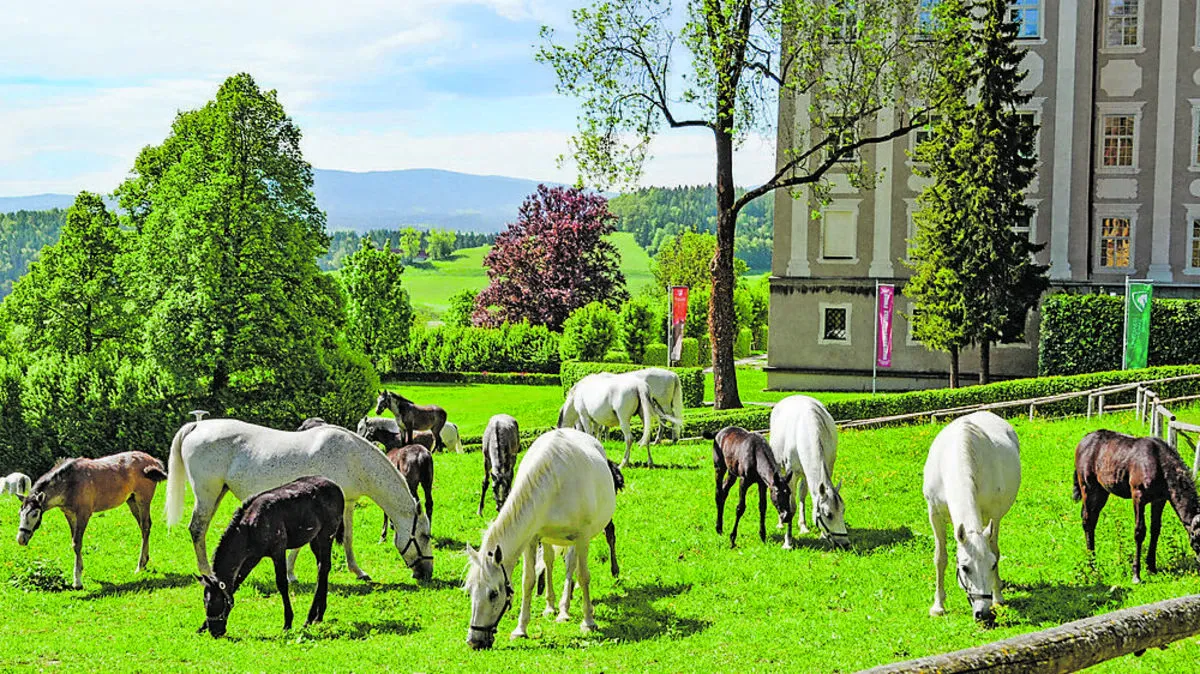 Familienglück: Im Lipizzanergestüt Piber werden pro Jahr rund 40 Fohlen geboren