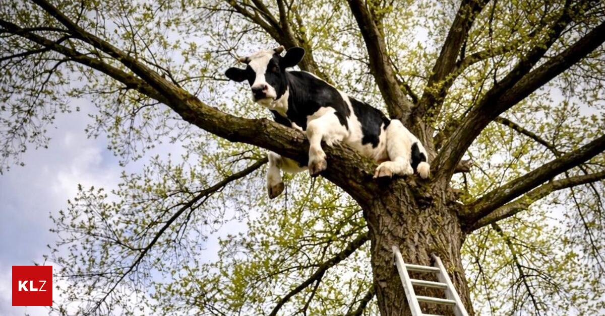 April-April-FF-Traboch-Timmersdorf-musste-Kuh-von-Baum-retten