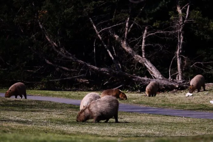 Mehr und mehr Wasserschweine haben das Gelände überrannt und treiben sich auf den gepflegten Rasenflächen und auf Terrassen herum. Sogar Hunde sollen die Capybaras schon gebissen haben, auch von Verkehrsunfällen wird berichtet.