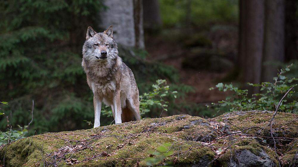 Die Wolfsrisse und -sichtungen auf den Kärntner und Osttiroler Almen nehmen zu. Jetzt fordern die Bauern, Tiere, die Probleme bereiten, bejagen zu dürfen (Symbolfoto)