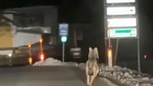 Der Wolf wurde in der Nähe des Bad Eisenkappler Schulzentrums gesichtet