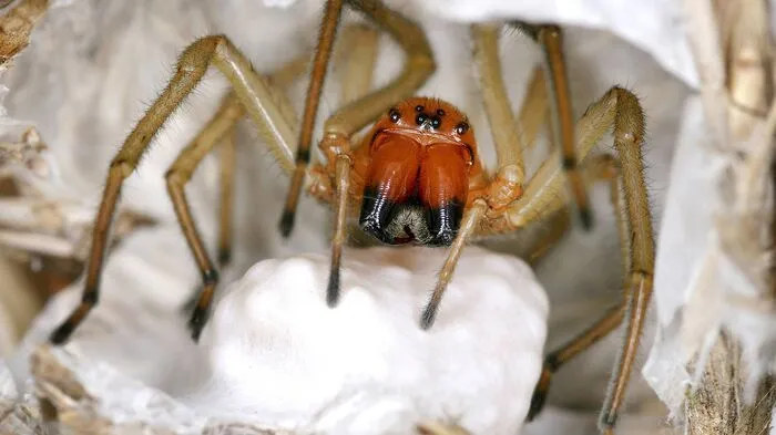 Die Spinne des Jahres: Der "Ammen-Dornfinger" (Cheiracanthium punctorium)