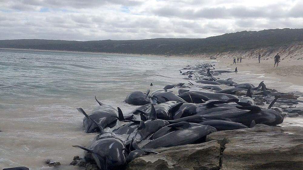 An Australiens Westküste sind mehr als 150 Wale gestrandet