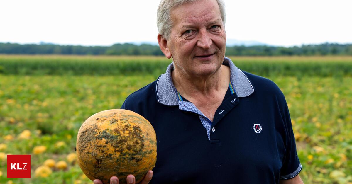 Low harvest: Pumpkin seed oil in Styria is becoming scarce and more ...