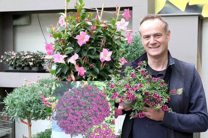 Auch bei der Gärtnerei Sattler in St. Veit steht "Frida Fröhlich", die Blume des Jahres, hoch im Kurs. Doch Gärtnermeister Franz Sattler hat natürlich noch mehr Tipps für "rezeptfreie Stimmungsaufheller" aus seiner Gärtnerei.