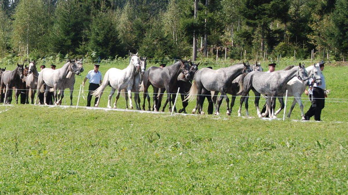 Die erste Station auf ihrem Weg ins Tal machen die Lipizzaner beim Gasthof Wiendl