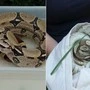 Diese Boa Constrictor sorgte im Garten Eden für Aufregung (links). Eine der beiden Riesenpythons, die in Feistritz/Drau gefunden wurden