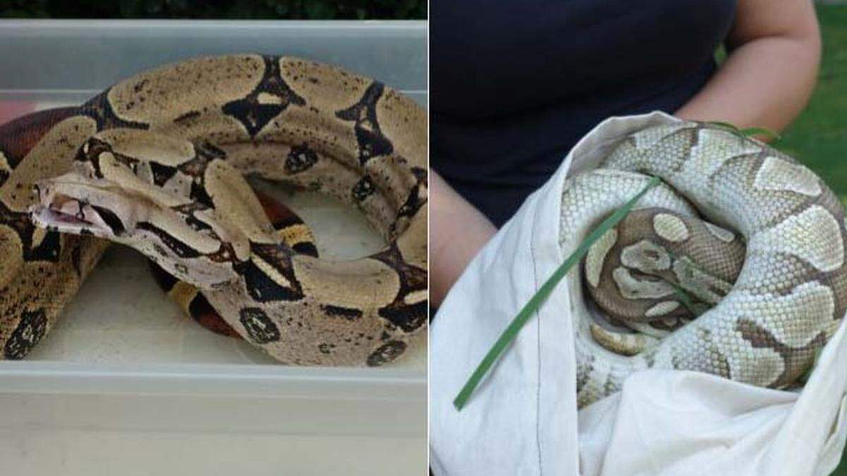 Diese Boa Constrictor sorgte im Garten Eden für Aufregung (links). Eine der beiden Riesenpythons, die in Feistritz/Drau gefunden wurden