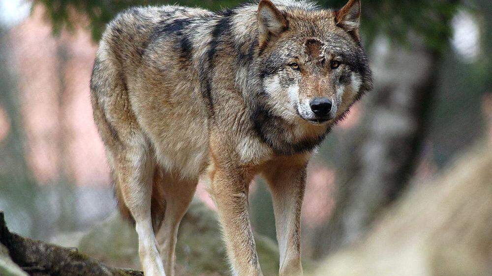 Der Wolf ist in weiten Teilen der EU streng geschützt
