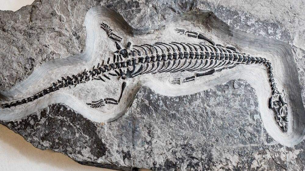 Der versteinerte Paddelsaurier ist mehr als 200 Millionen Jahre alt