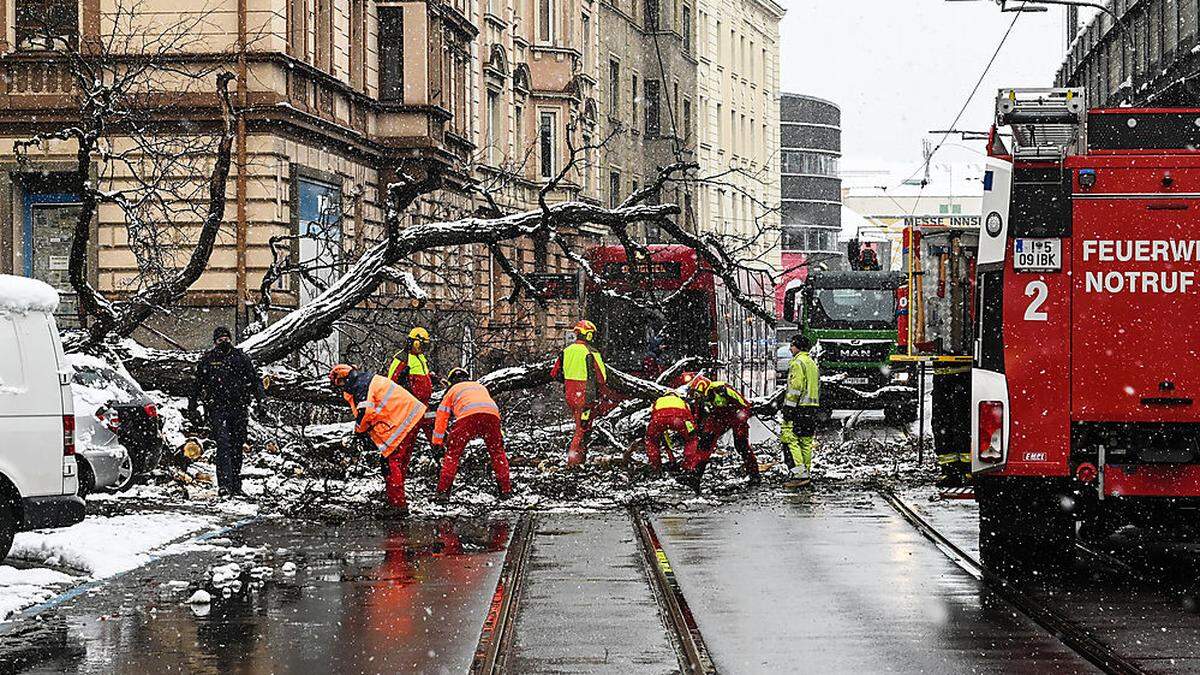 Die umgestürzte Robinie in Innsbruck