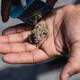 In kleinen Tütchen oder Gläschen wird das CBD-Cannabis verteilt
