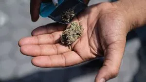 In kleinen Tütchen oder Gläschen wird das CBD-Cannabis verteilt