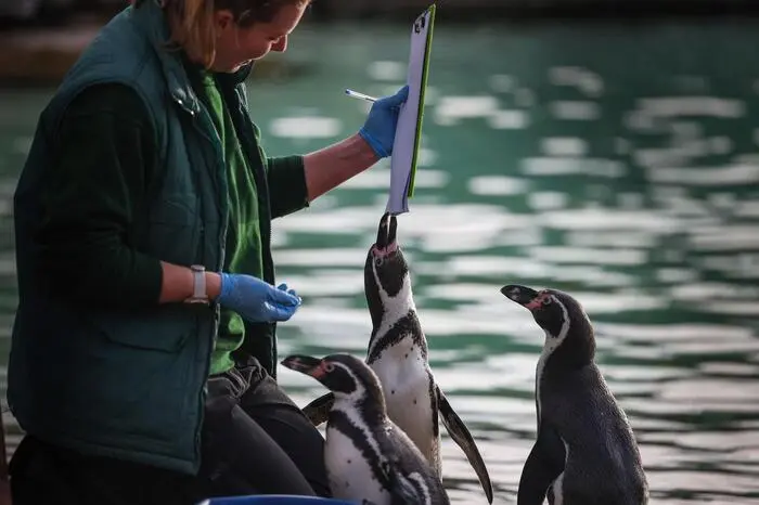 Zur Belohnung wurden die Pinguine reichlich gefüttert.
