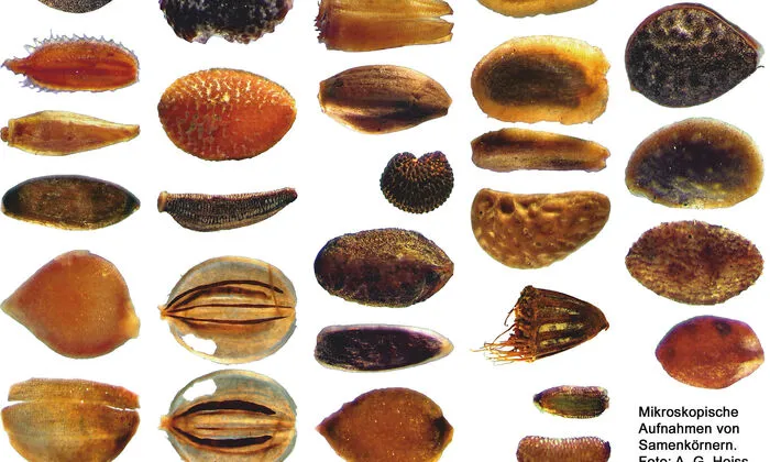 Mikroskopische Aufnahmen von Samenkörnern